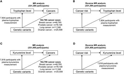 Analysis of Tryptophan and Its Main Metabolite Kynurenine and the Risk of Multiple Cancers Based on the Bidirectional Mendelian Randomization Analysis